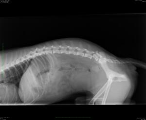 frattura vertebrale foto 2 Clinica Veterinaria San Silvestro